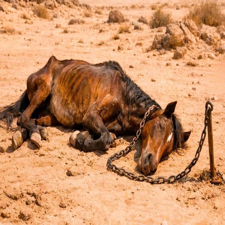 Child finds horse chained in the desert, but it was not a common horse. Diego Ramirez was walking in the morning in search of dry branches when he heard a faint sound coming from distant stones. The 12-year-old stopped by drying his sweat from his forehead with the back of the dirty ground hand. His family needed the firewood to cook lunch, but that groan under it left it curious. As he approached the rocks scattered across the arid terrain, Diego felt his heart squeeze in the chest. A horse too skinny was lying between the stones with a heavy chain attached to the neck. The animal had its eyes open, one blue like the sky and another coffee like dry earth and a strange mark on the forehead that looked like a drawing made with hot iron. “My God,” Diego whispered slowly, slowly squeezing the animal. The horse turned his head toward the boy and made a low sound, as if he were asking for help. Diego saw that the ribs of the animal were noticeable under the dark fur and that his legs had red marks where the chain had hurt him. Who did this to you? asked Diego extending his small hand to the horse’s snout. The animal smelled his fingers and leaned the snout on the palm of the child’s hand. Diego felt that those different eyes were begging for help and his childly heart could not ignore that silent request. Diego tried to pull the chain, but it was too heavy for his small hands. The link holding the animal was welded to an iron ring nailed to a large stone.